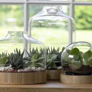 mini ecosysteem in je woning