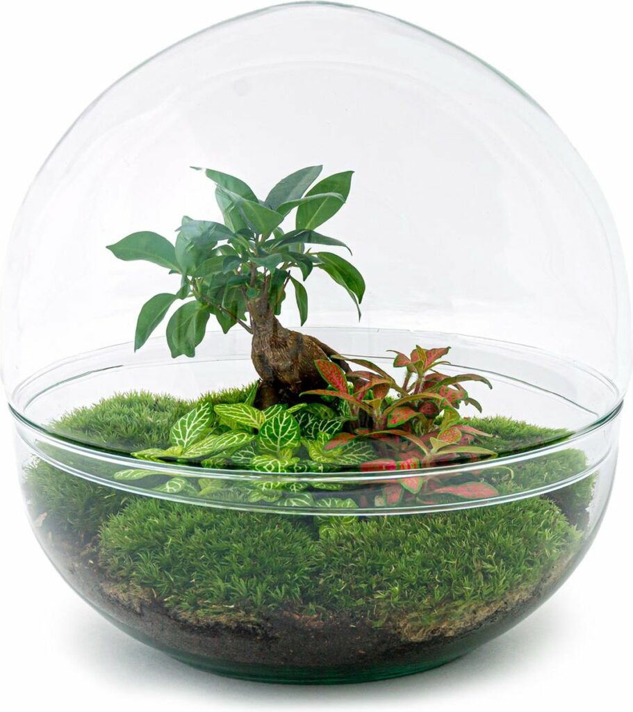 mini ecosysteem dome