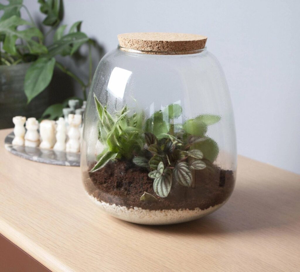 mini ecosysteem in glas