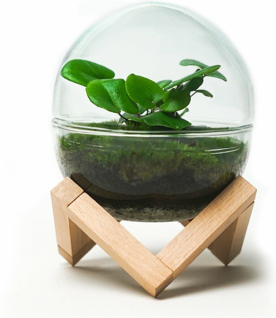 mini ecosysteem in houten houder